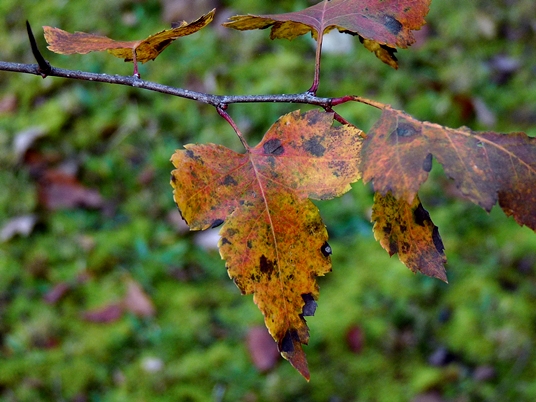 {Crataegus phaenopyrum}